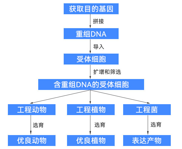 基因工程過(guò)程示意圖