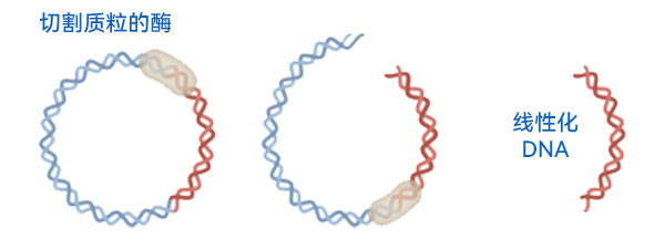 質(zhì)粒DNA的線性化